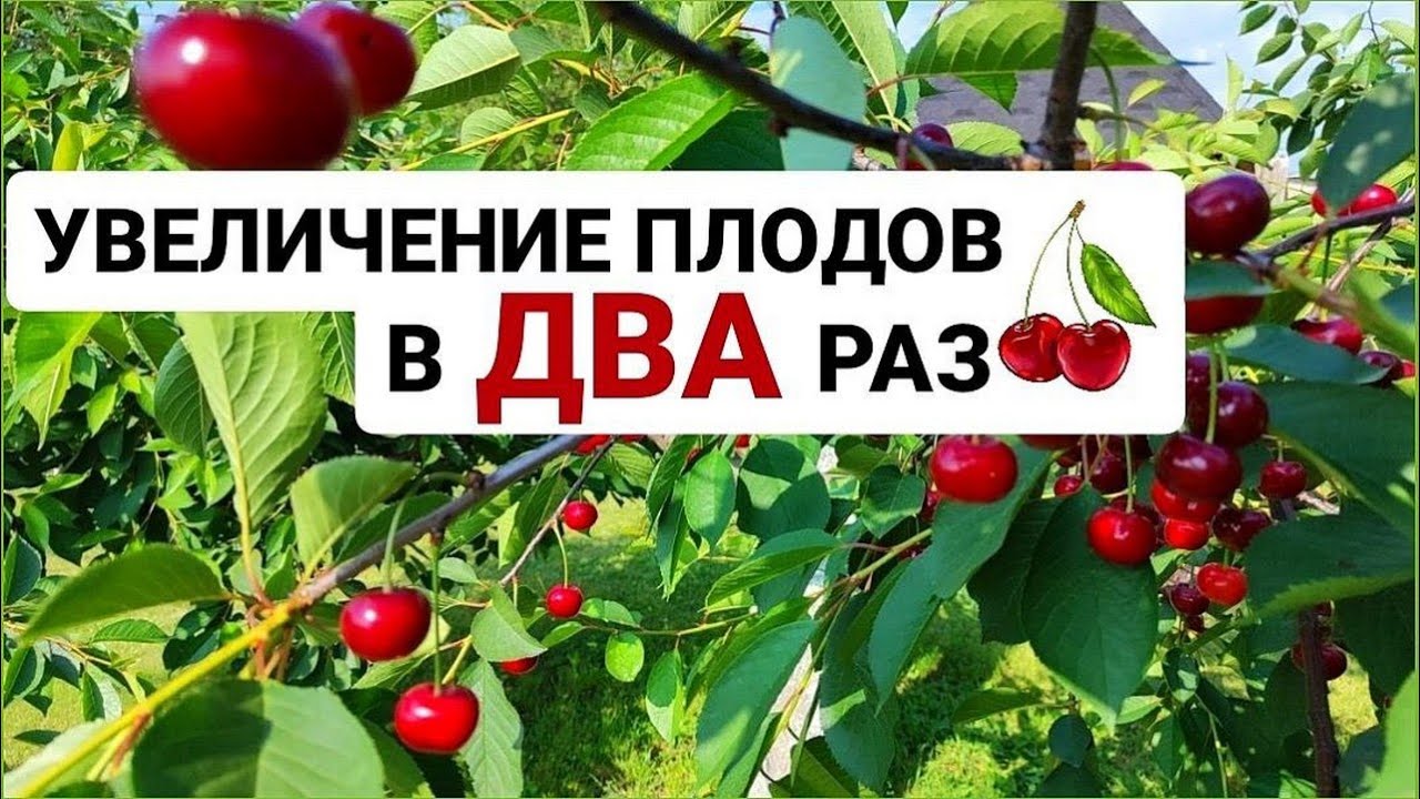 Урожай ОЧЕНЬ СТАРОЙ ВИШНИ как сделать ее плоды крупнее чем у молодой