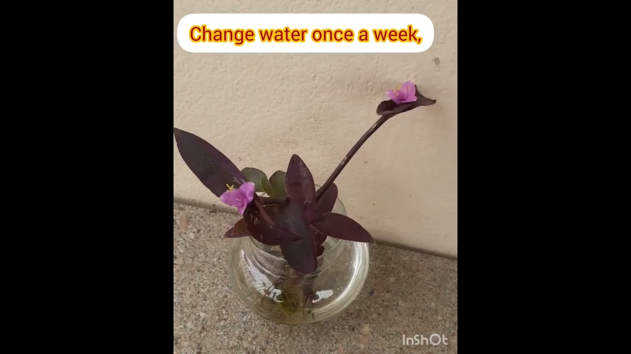 My Indoor Plants  series/Propagated  in water/Purple Heart Plant-Care &tips