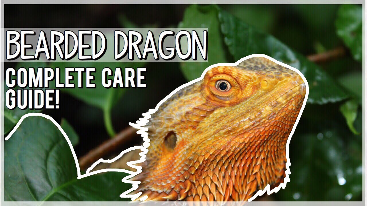 BEARDED DRAGON CARE! How to Take Care of Bearded Dragons! | Pet Reptiles