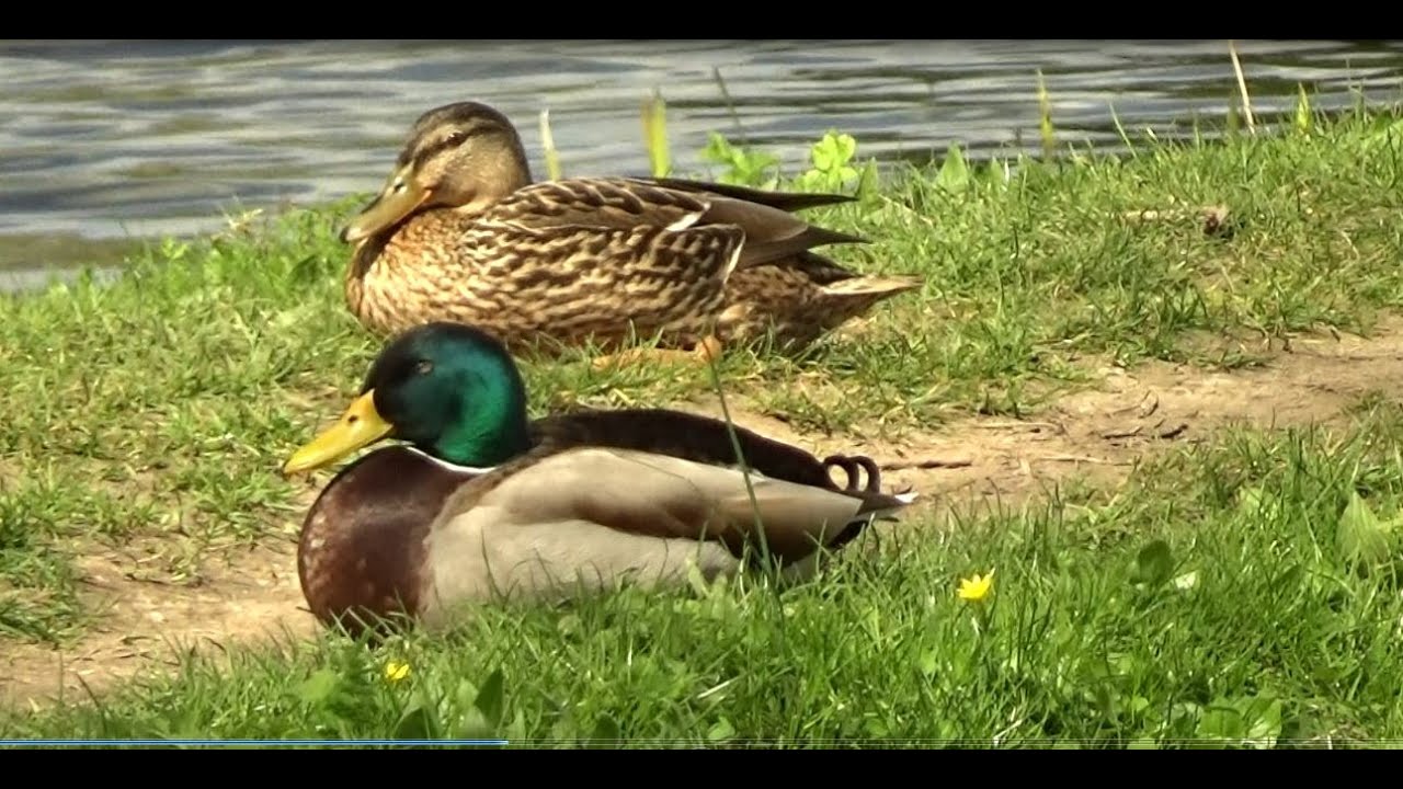 Schiedam wat ben je mooi.. Poldervaart en Delftland