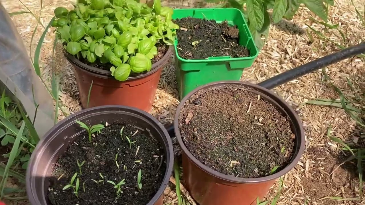 Les semis et plantation à faire en juillet au potager