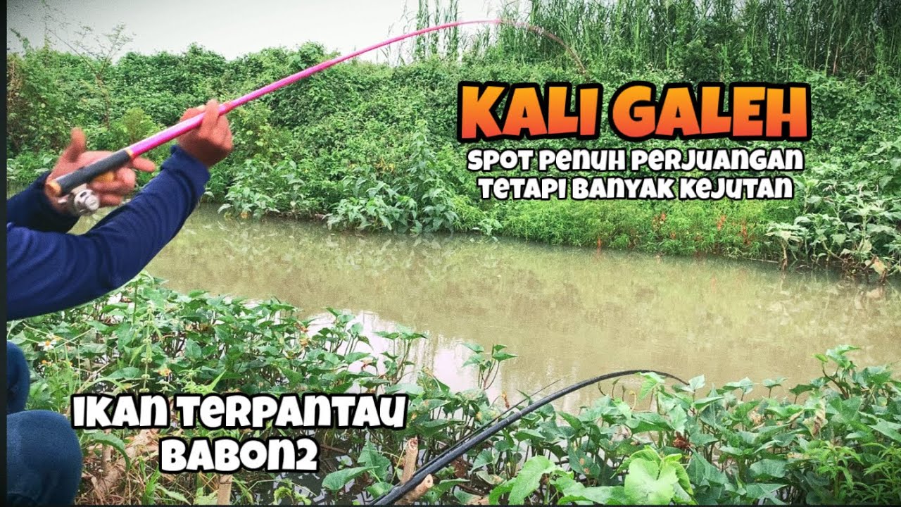 STRIKE TAK TERDUGA! Mancing Nutul di Kali Galeh Dapat Nila Babon Pakai Umpan Roti Klik!
