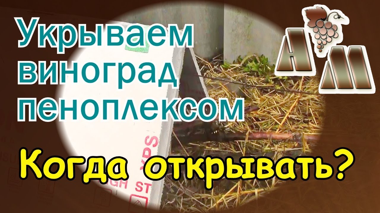 🍇 Зимнее укрытие винограда пеноплэксом   Когда открывать виноград