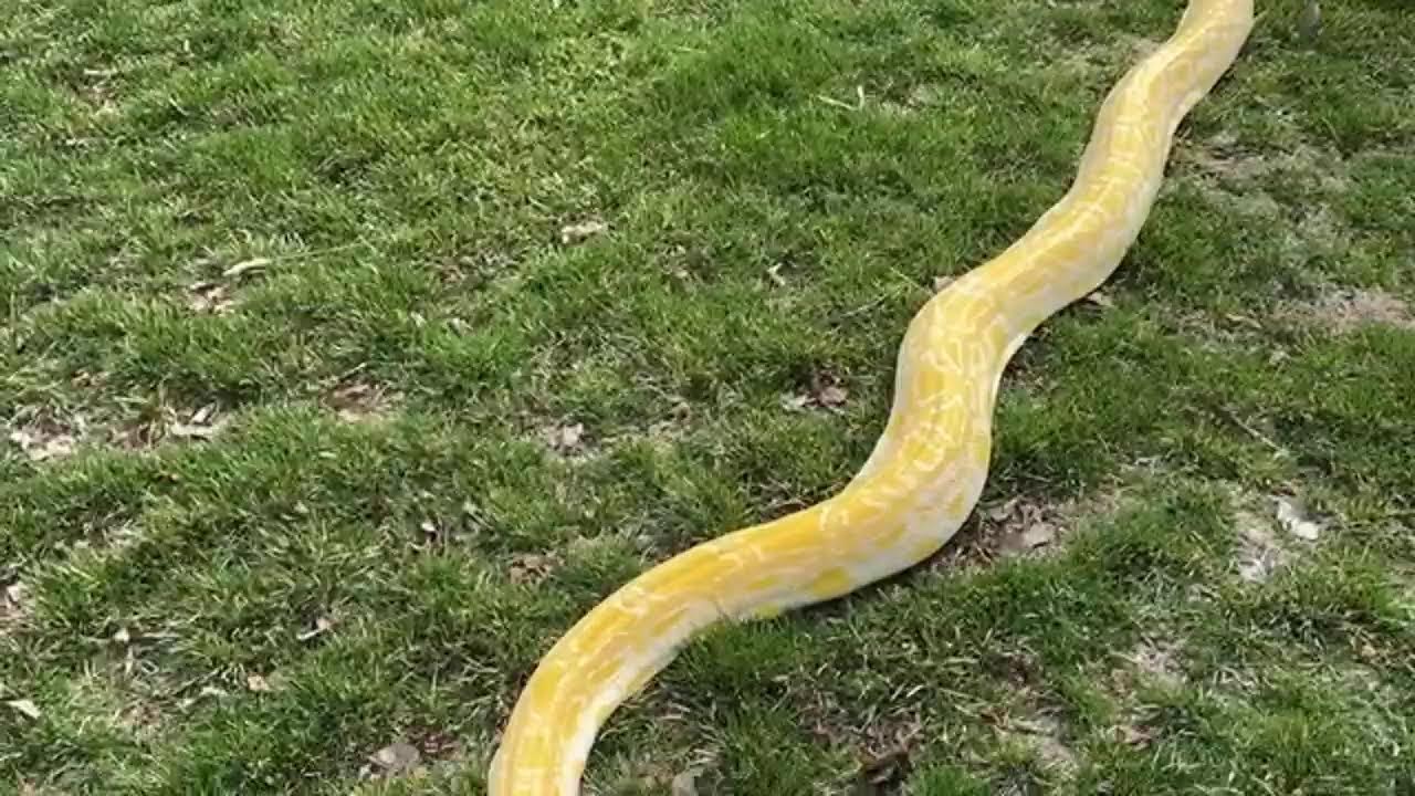 Giant Snake In The Grass!!!