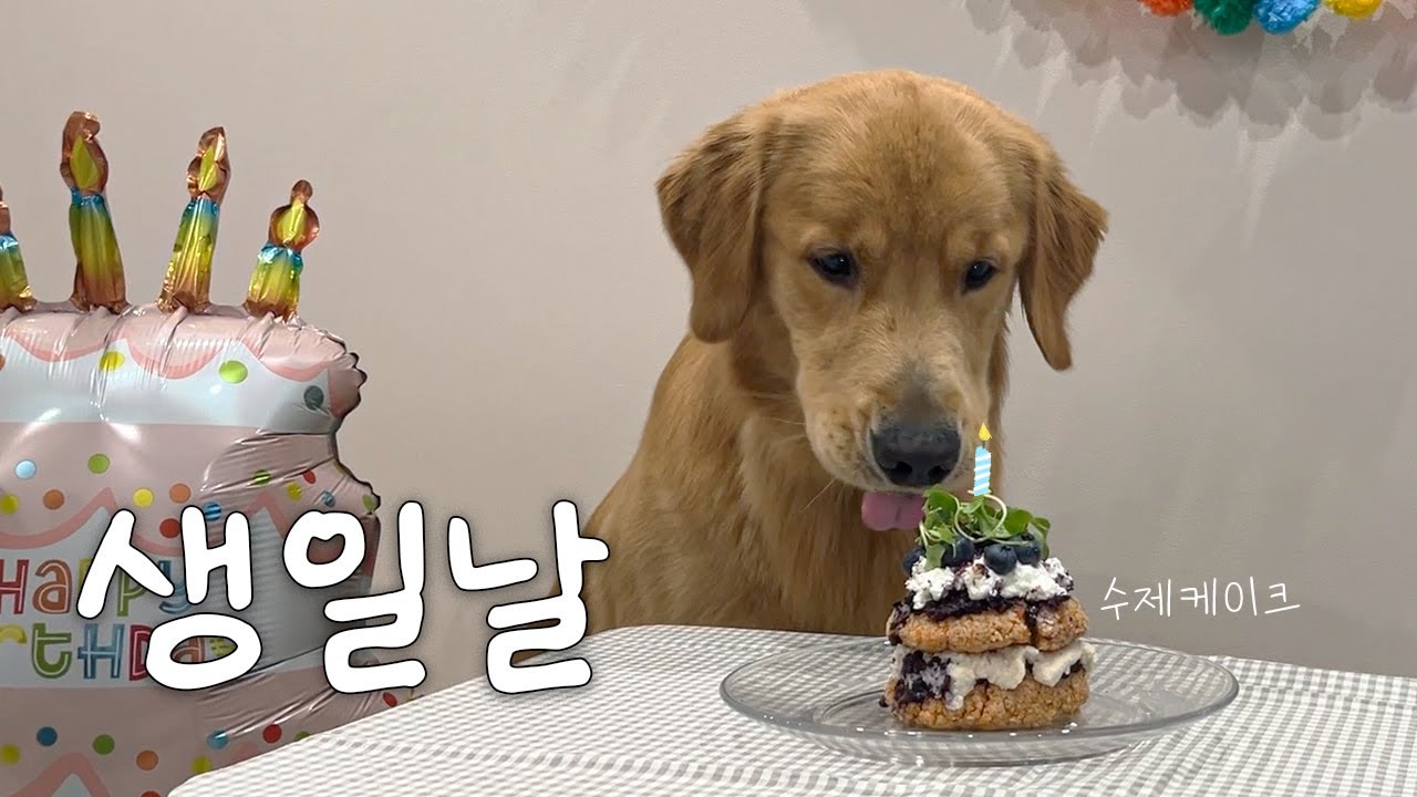 우당탕탕 생일날 생긴일 (골든리트리버 우디)