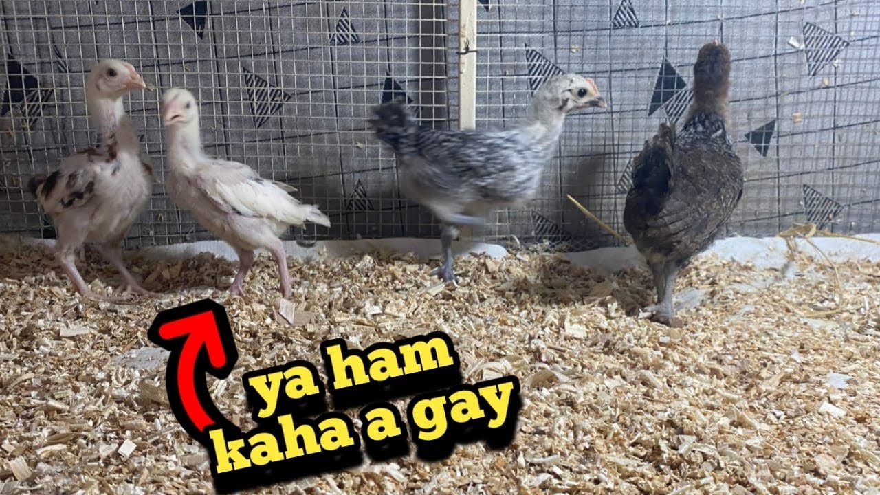 Pushpa ka bacho ko un ka ghr sa nikal diya 