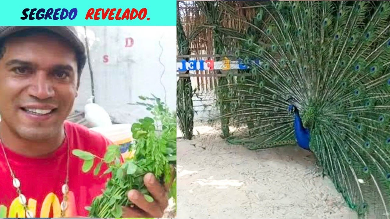 SEGREDO REVELADO Como Criar PAVÃO FILHOTE e Quantos dias Podemos Guardar Ovo de Pavão Para Chocar.