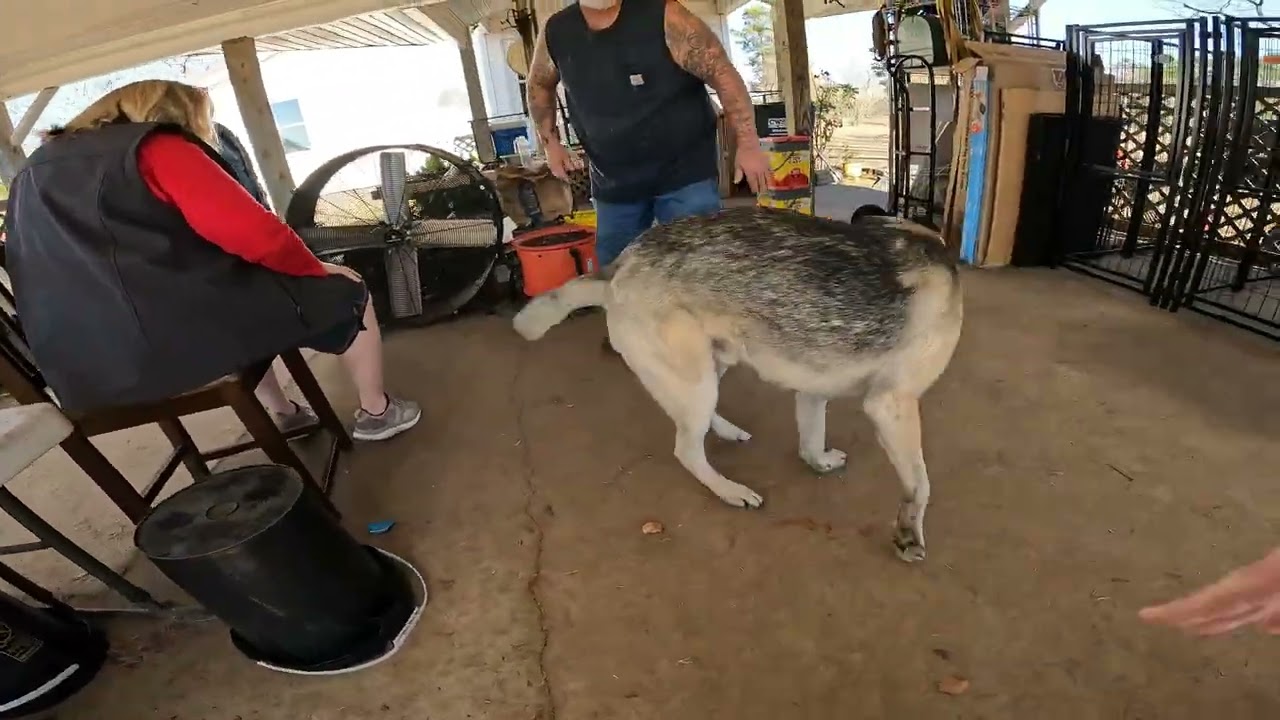 Scooter Gets Adopted