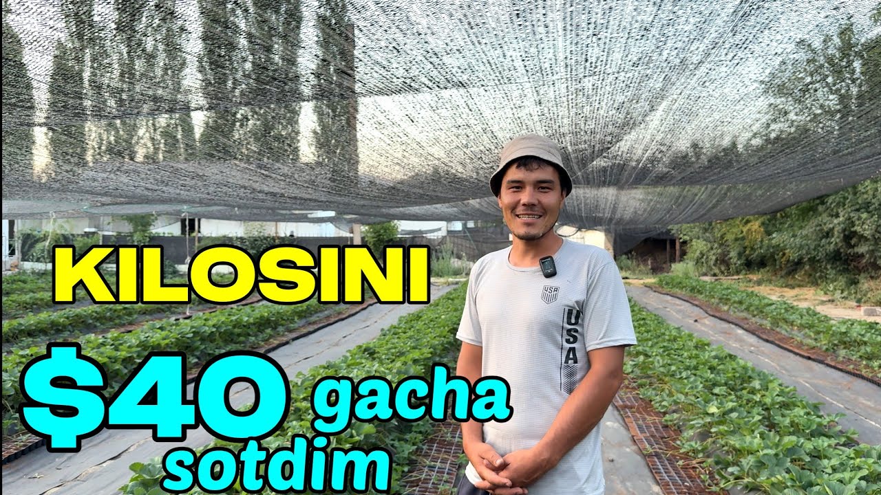 DEHQON TO'RABEKDAN ZO'R TAVSIYALAR,