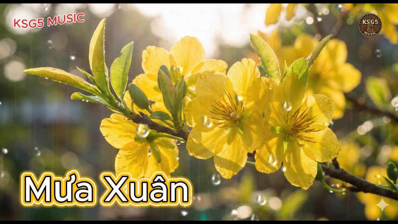 MƯA XUÂN. cơn mưa rơi rất khẽ, không làm ướt áo người chỉ làm mềm lại những tâm hồn nhiều gió bụi.