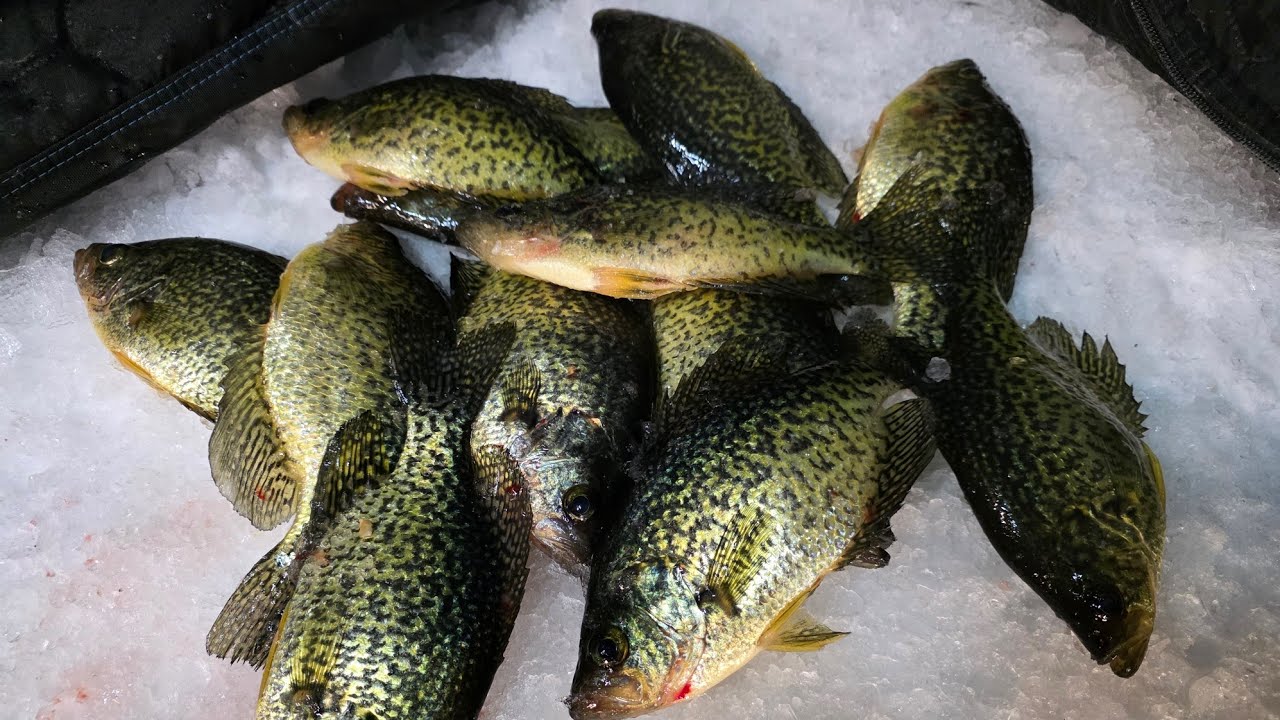 Crappie & Gill bite was on fire in -9 degree temps