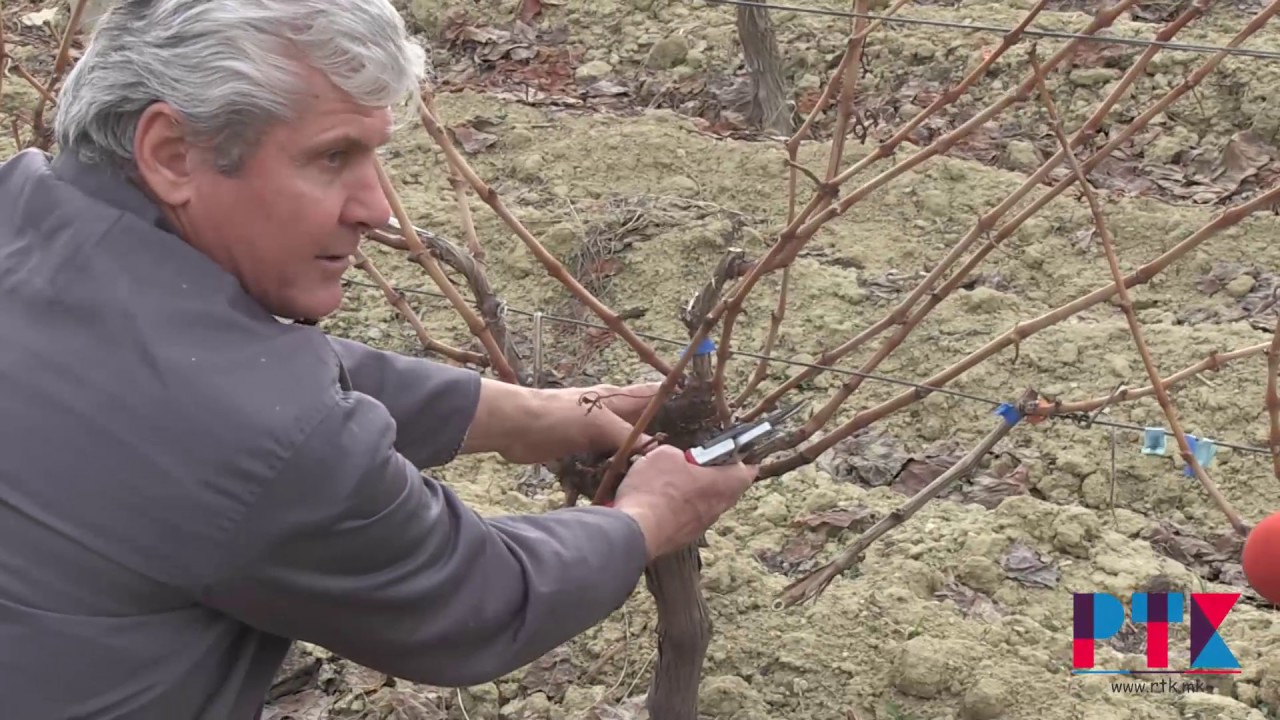 KAKO SE KROI LOZJE RTK 2017