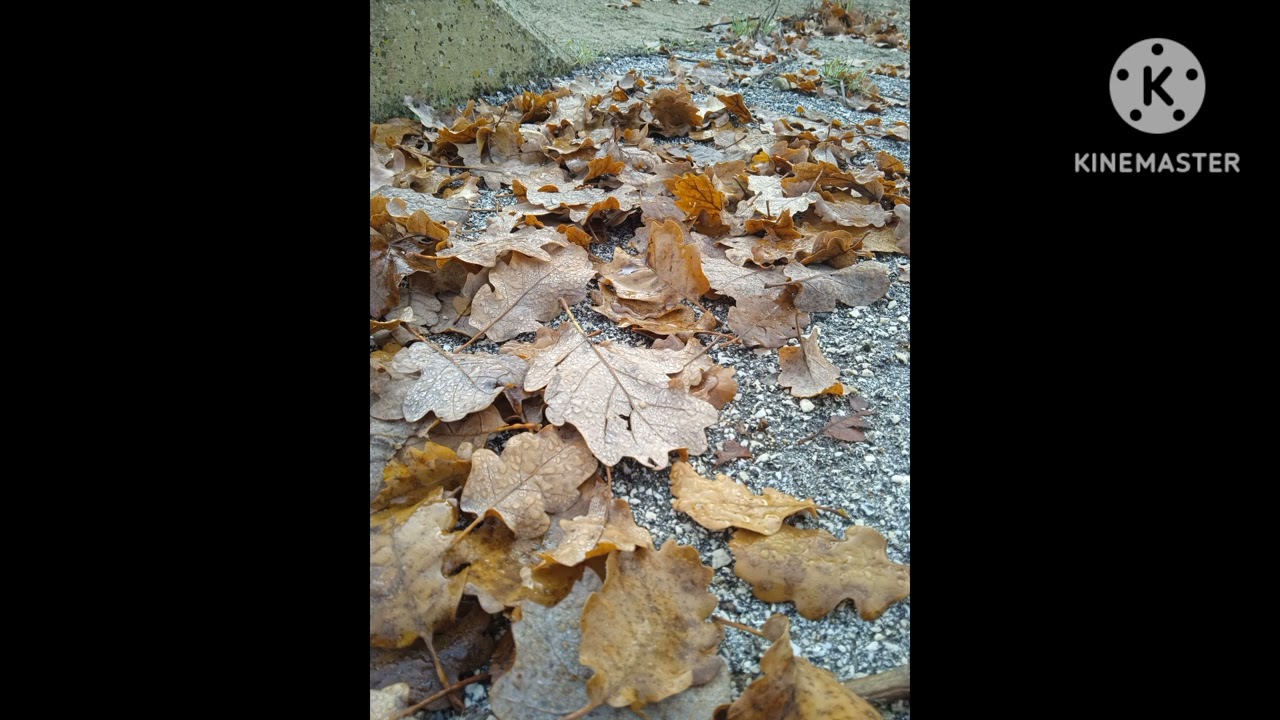 Meditazione sulle foglie 
