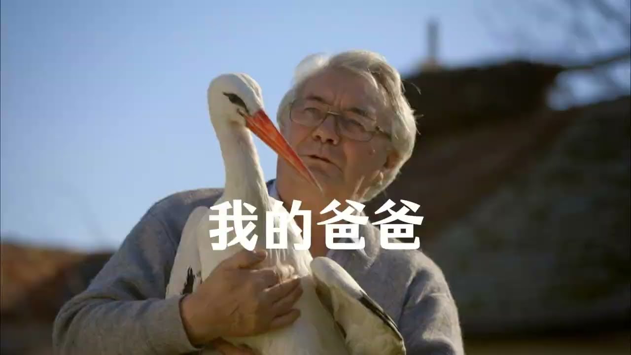 老人与白鹳的故事