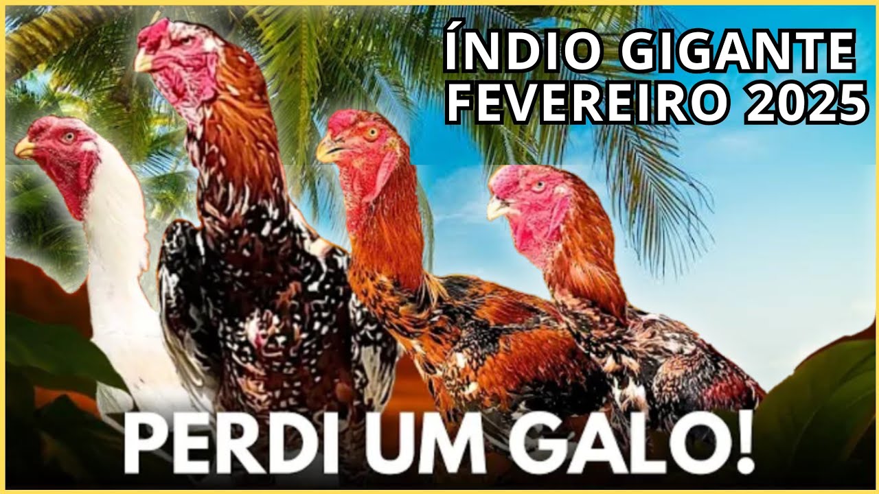 FEVEREIRO 2025 | MOSTRANDO MINHA CRIAÇÃO DE ÍNDIO GIGANTE #indiogigante #galoindiogigante #galo