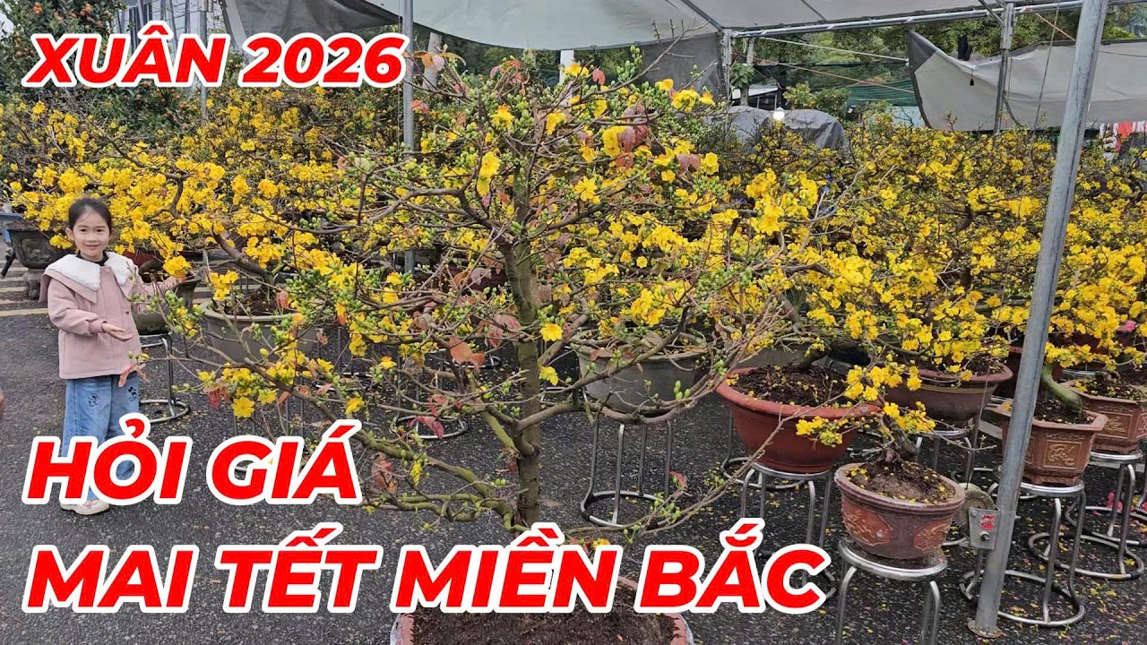 🔴 QBS25758 -  HỎI GIÁ MAI TẾT 2026 TẠI THÀNH PHỐ VĨNH YÊN TỈNH VĨNH PHÚC | THAM KHẢO GIÁ MAI TẾT