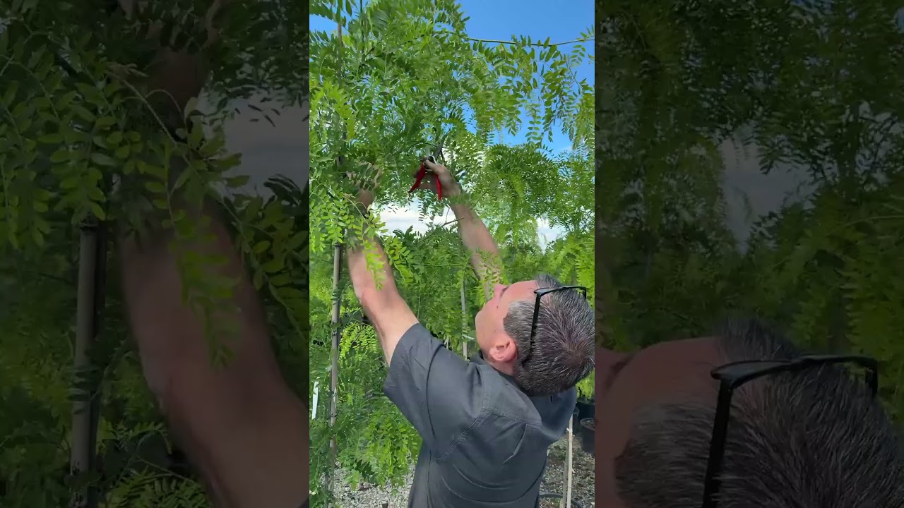 Production Checks: Shade Master Honey Locust Trimming and Shift Prep