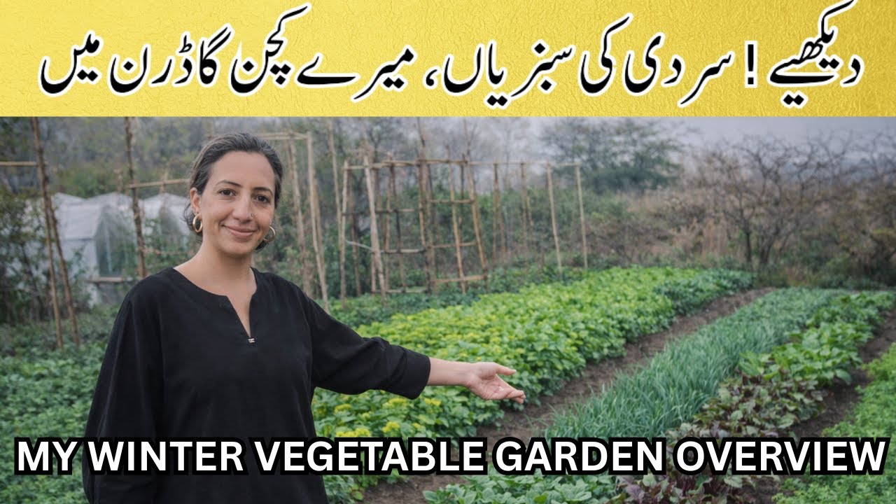 My Winter Vegetables Garden Overview | Winter Vegetable Kitchen Gardening