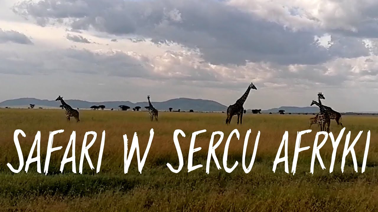 Najlepsze safari w Afryce? Zdecydowanie Tanzania! Wielka Migracja w Serengeti i krater Ngorongoro