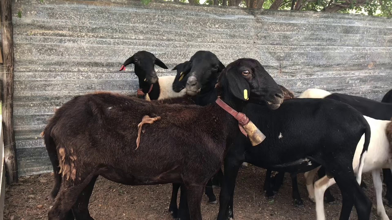 Vacinando as ovelhas contra vermes, usando IVOMEC a base de IVERMECTINA, 1ML a cada 50 KG  (PARTE 1)