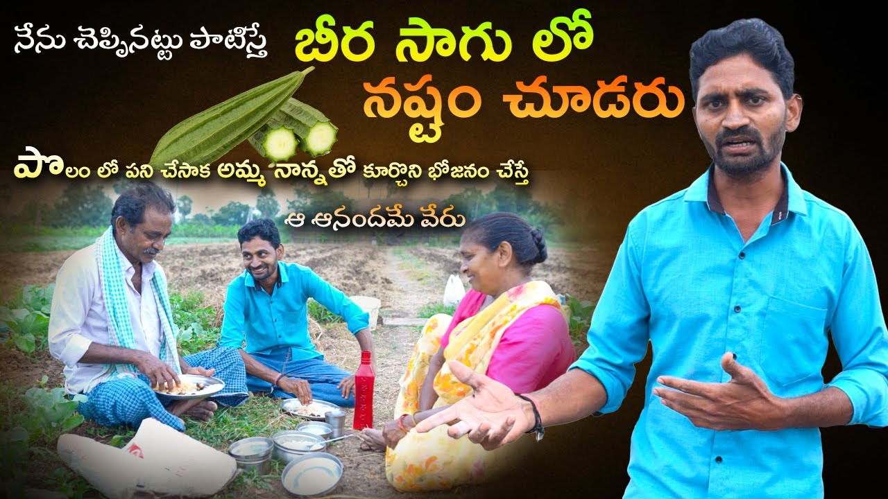 నేను చెప్పినట్టు పాటిస్తే - బీర సాగులో - నష్టం చూడరు || Ridge gourd Farming ||