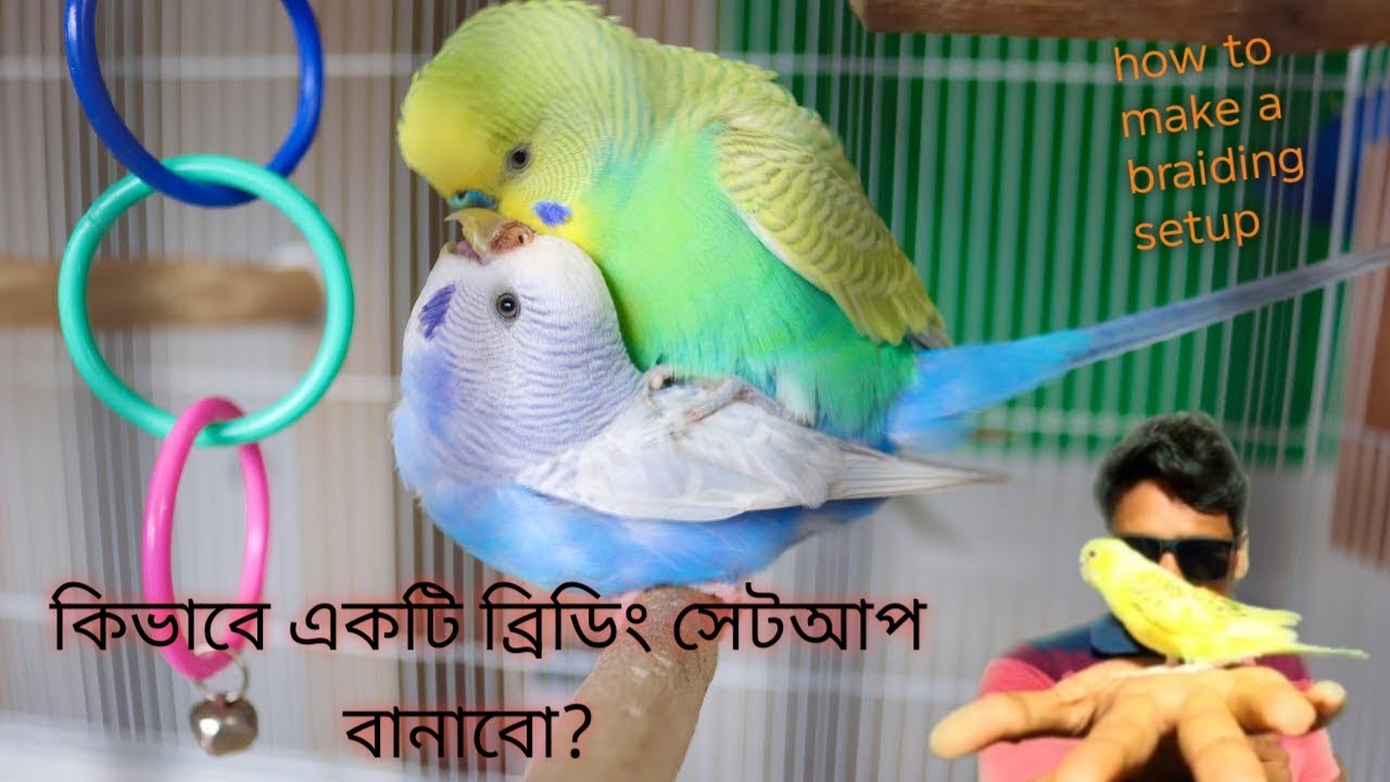 How to breed budgies. Tips of successful breeding