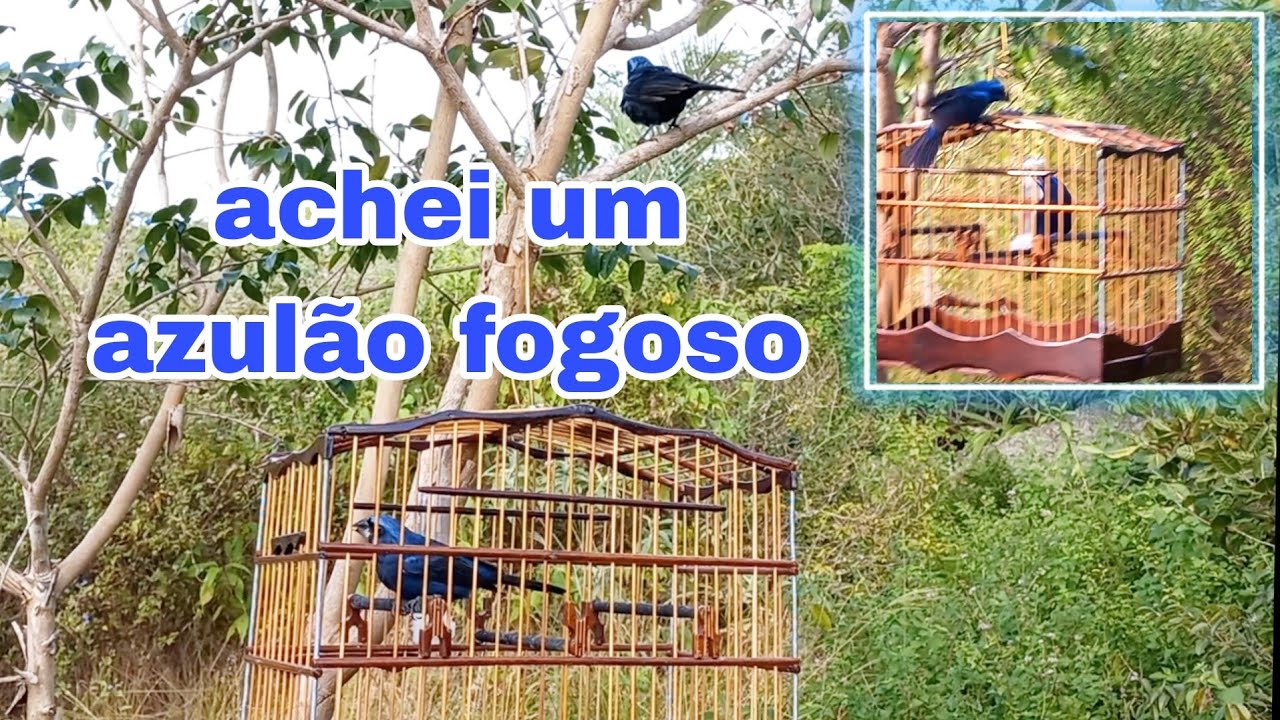 campeada de azulão (parte 2) o solto veio fogoso