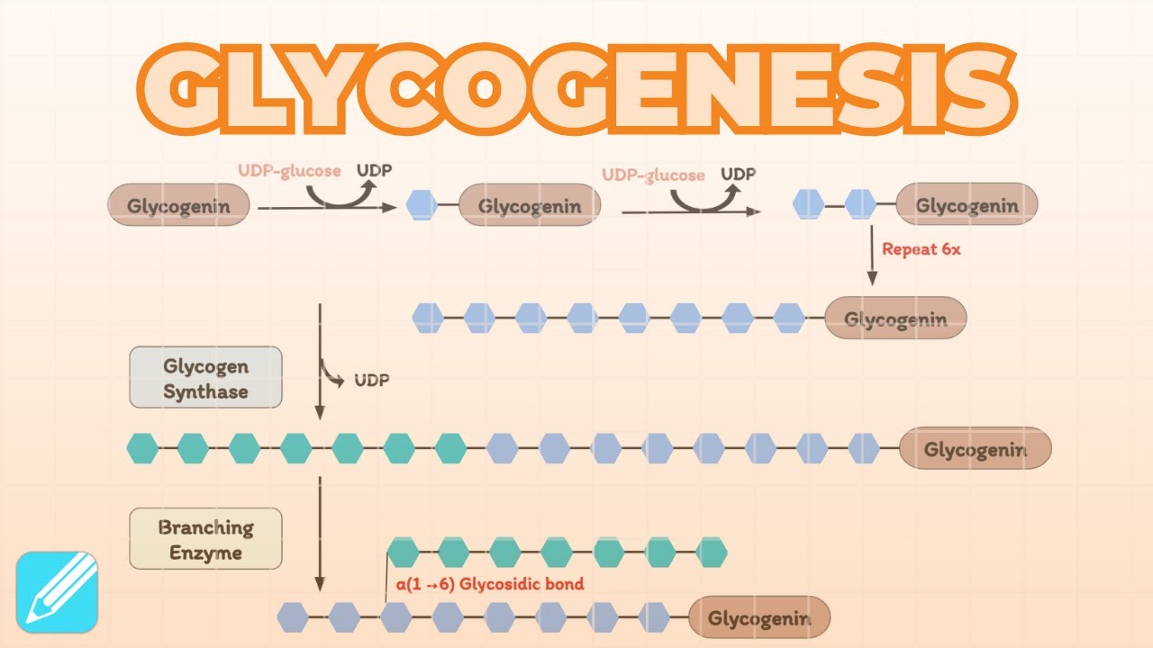 Glycogenesis (Glycogen Synthesis) | Metabolism