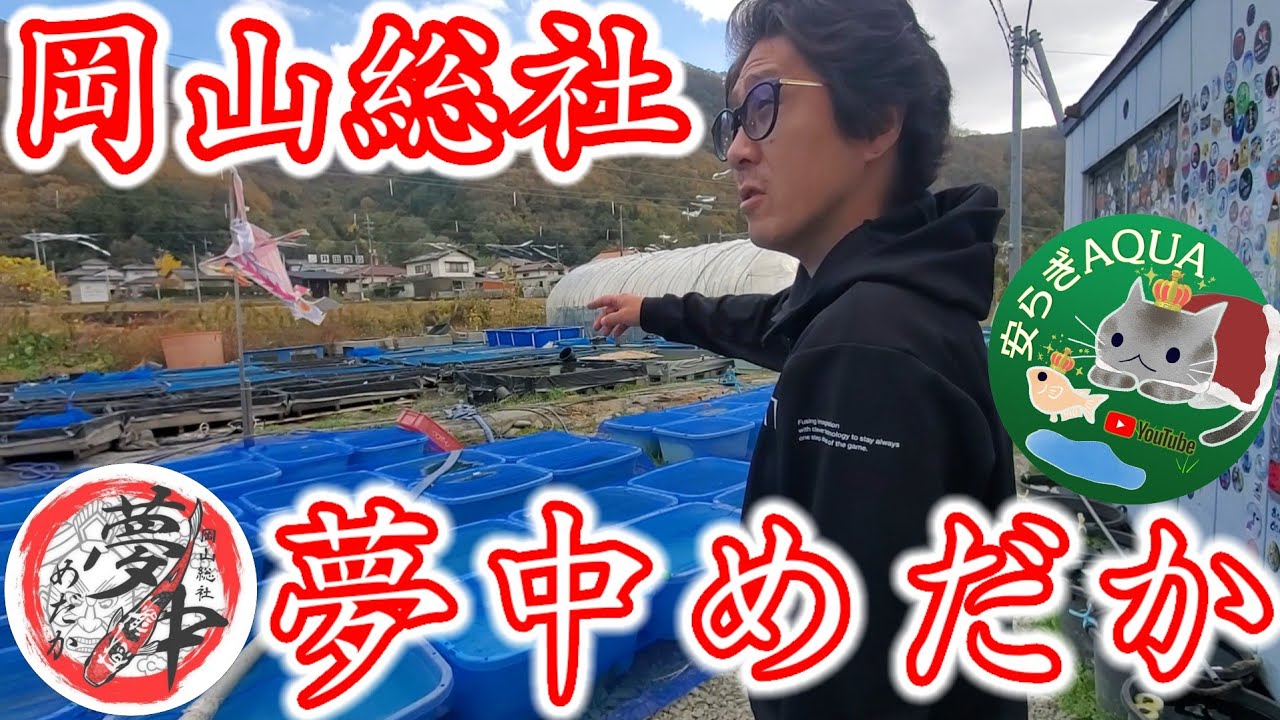 【岡山総社】夢中めだか坂上社長と久々の再会【品種改良メダカ専門店訪問】ミッドナイトフリルヒカリ.リアルロングフィンタイプ.安らぎAQUAちゃんねる