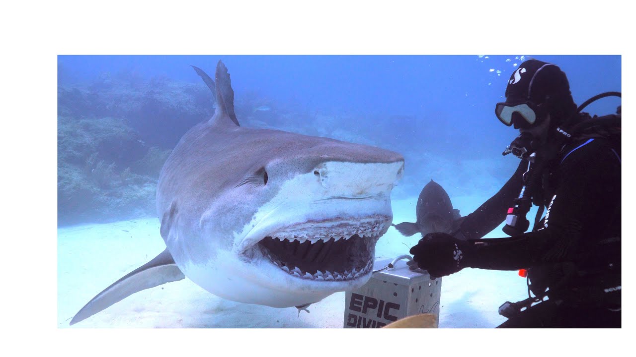 Tiger Shark Expedition - Tiger Beach, Bahamas