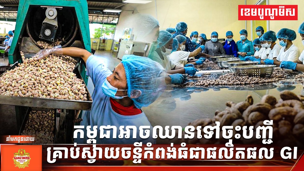 កម្ពុជាអាចឈានទៅចុះបញ្ជីគ្រាប់ស្វាយចន្ទីកំពង់ធំជាផលិតផល GI