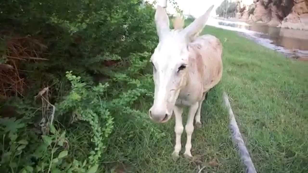 Hilarious donkey noises at Wadi Shab. Loudest Angry Donkey Ever!