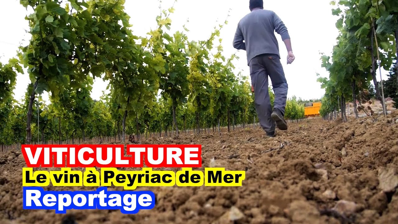 VITICULTURE : La vigne et le vin à Peyriac de Mer