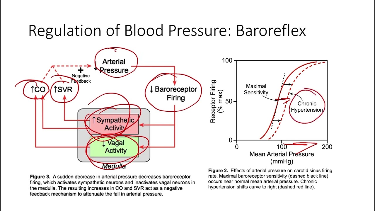 Regulation of Blood Pressure 1: Baroreflex