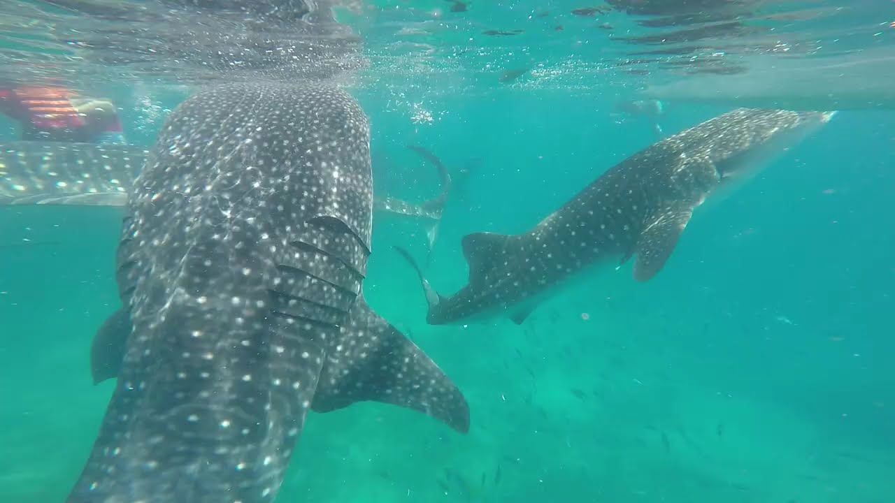 Whale Sharks of Oslob Cebu Philippines 2018