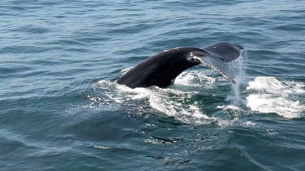 Brier Island Whale and Seabird Cruises