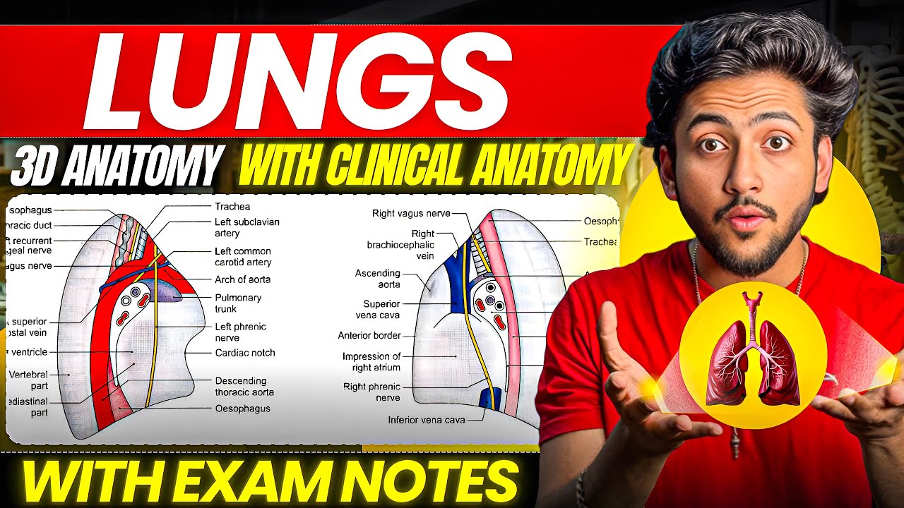 Thorax Anatomy - Lungs | MBBS 1st Year | Full Explanation With Exam Notes | MBBS World