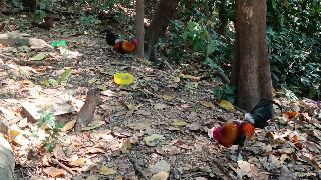 #junglefowl #chicken #foryou 