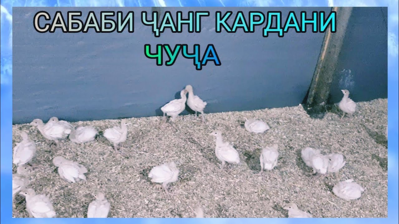 ФЕРМА ИНДУК .САБАБИ БИСЁР ҶАНГ КАРДАНИ ЧУҶА ДАР ЧИСТ.