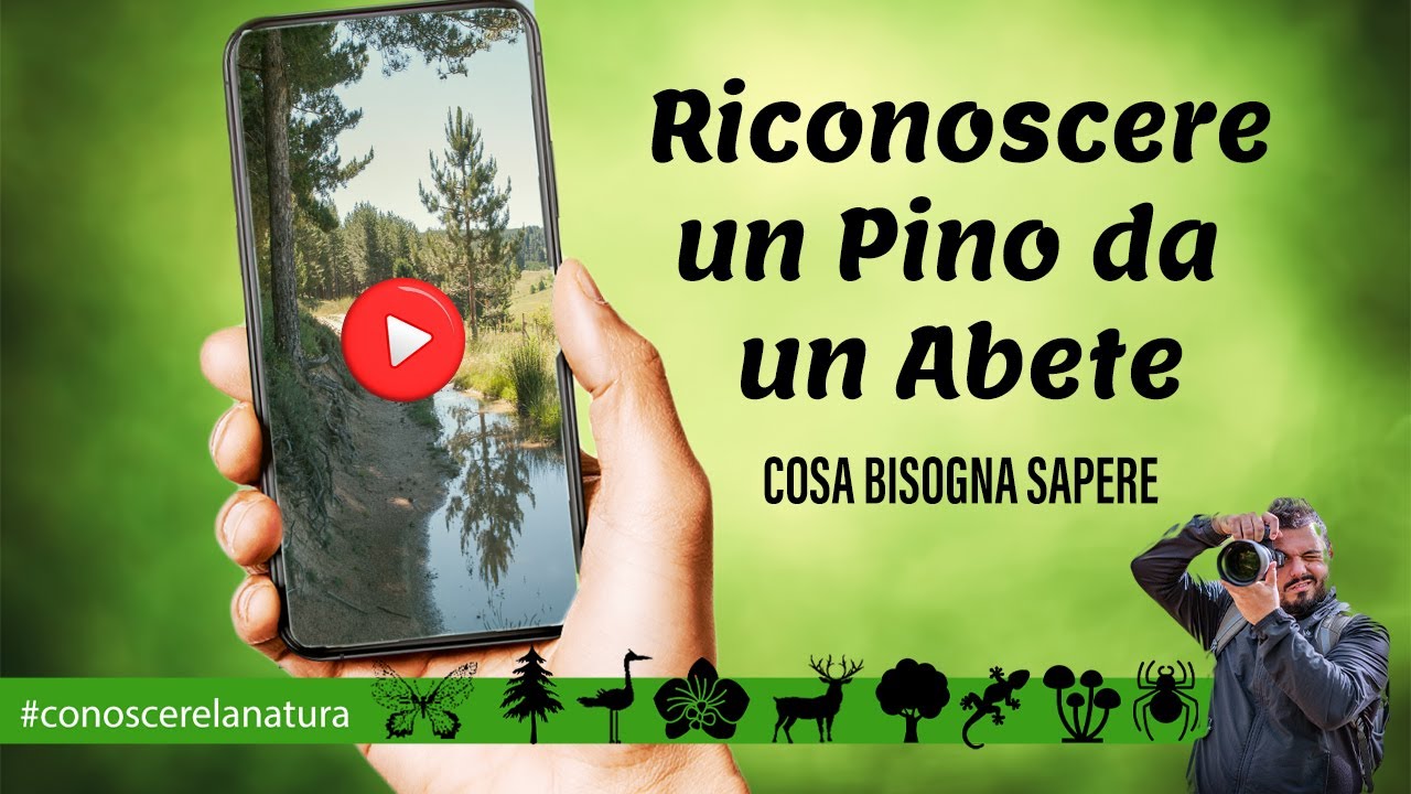 Riconoscere la differenza tra Pino ed Abete, una guida video