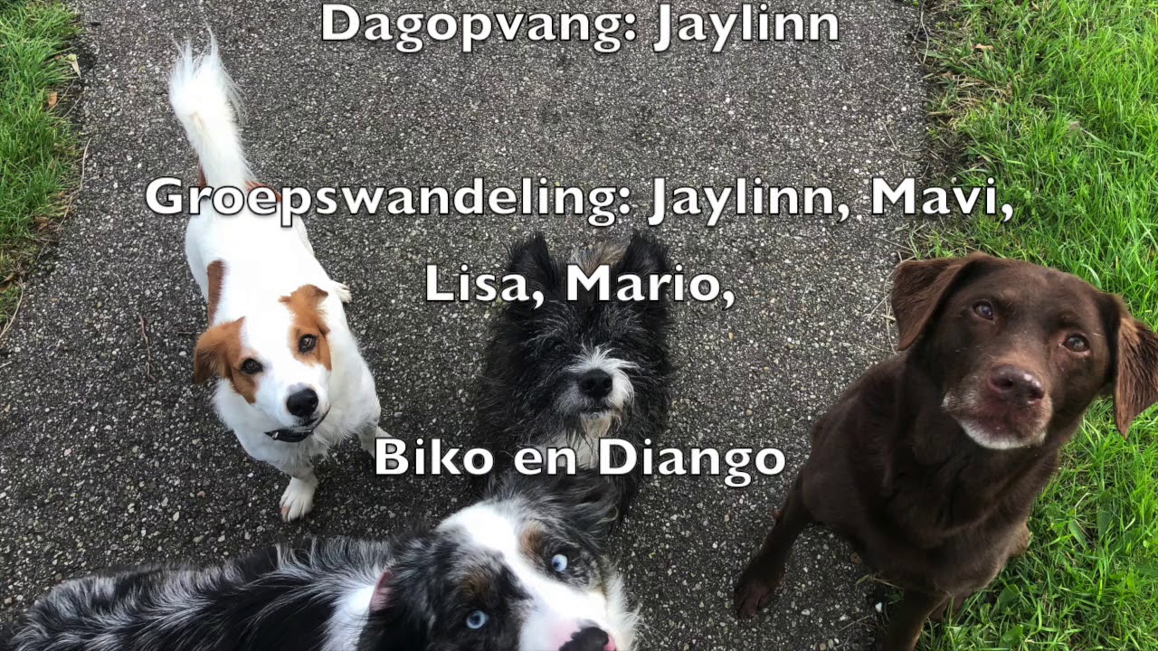 Hondjes van de week #9