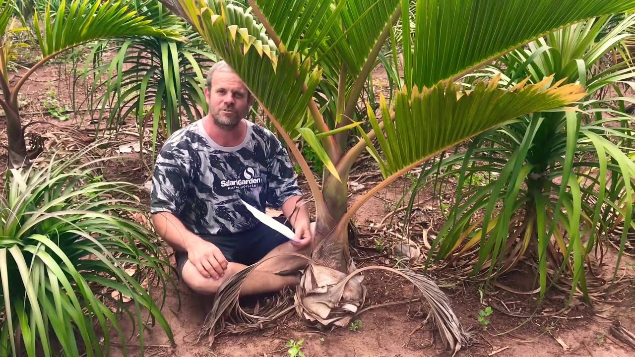 Dica de cultivo da bela PALMEIRA GARRAFA!!!