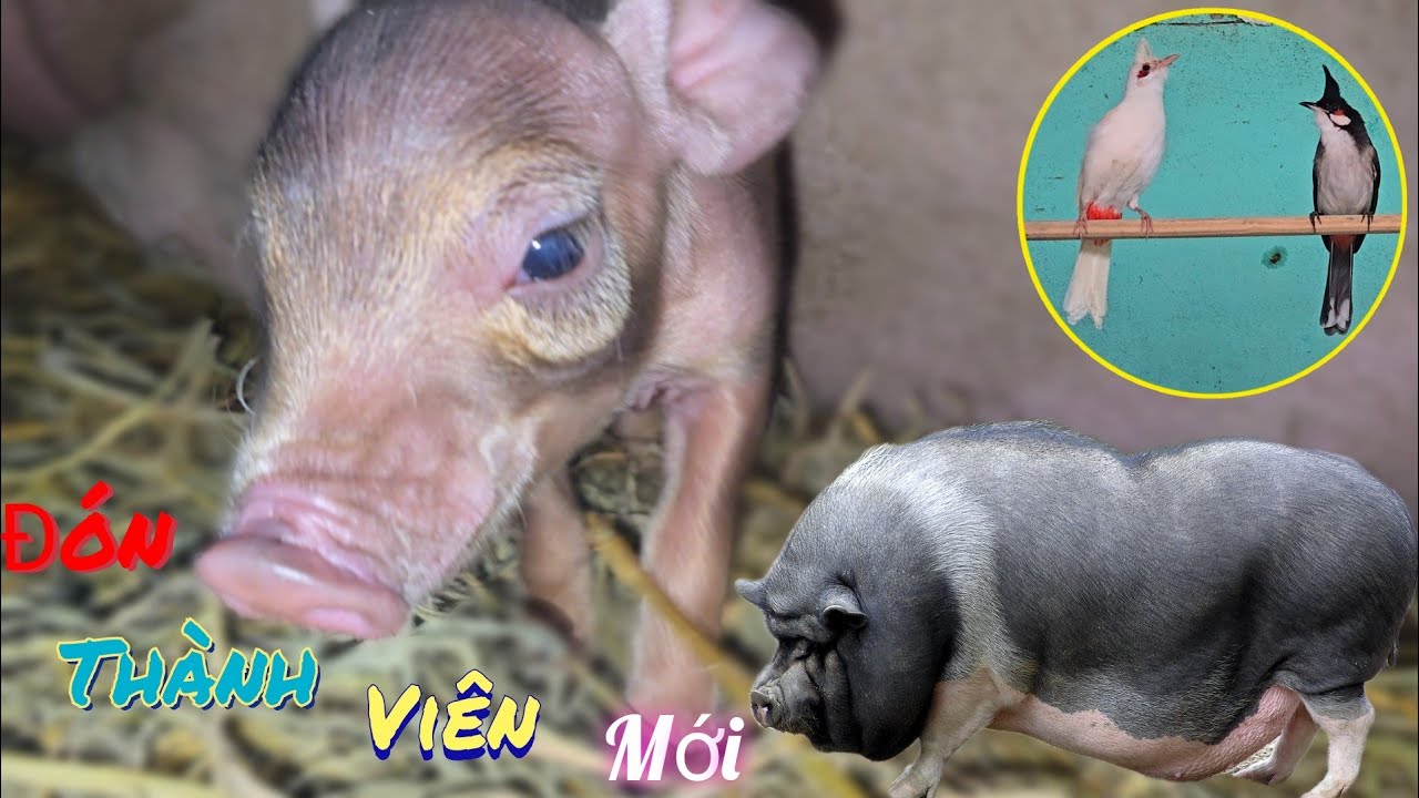 Đón Nhiều Thành Viên Mới Lợn Đẻ Và Món Rau Lợn Đặc Sản  /Nhân Bé Nhỏ 