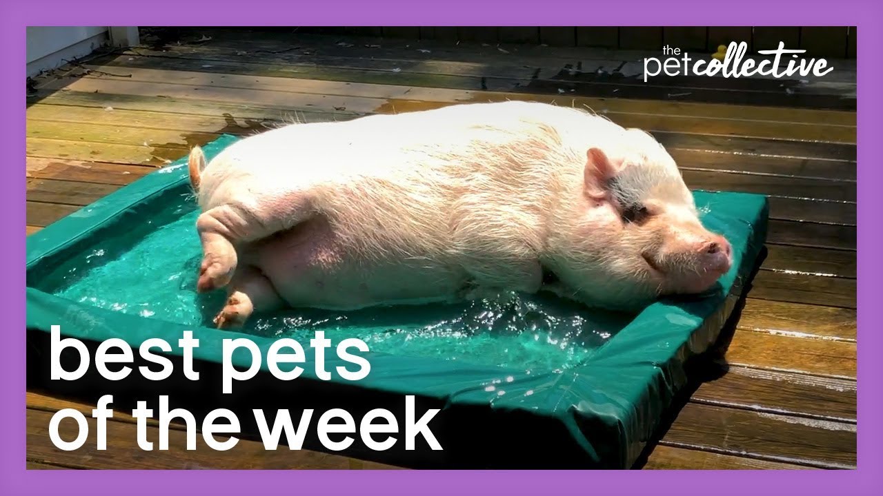 Mini Pool Pig | Best Pets of the Week