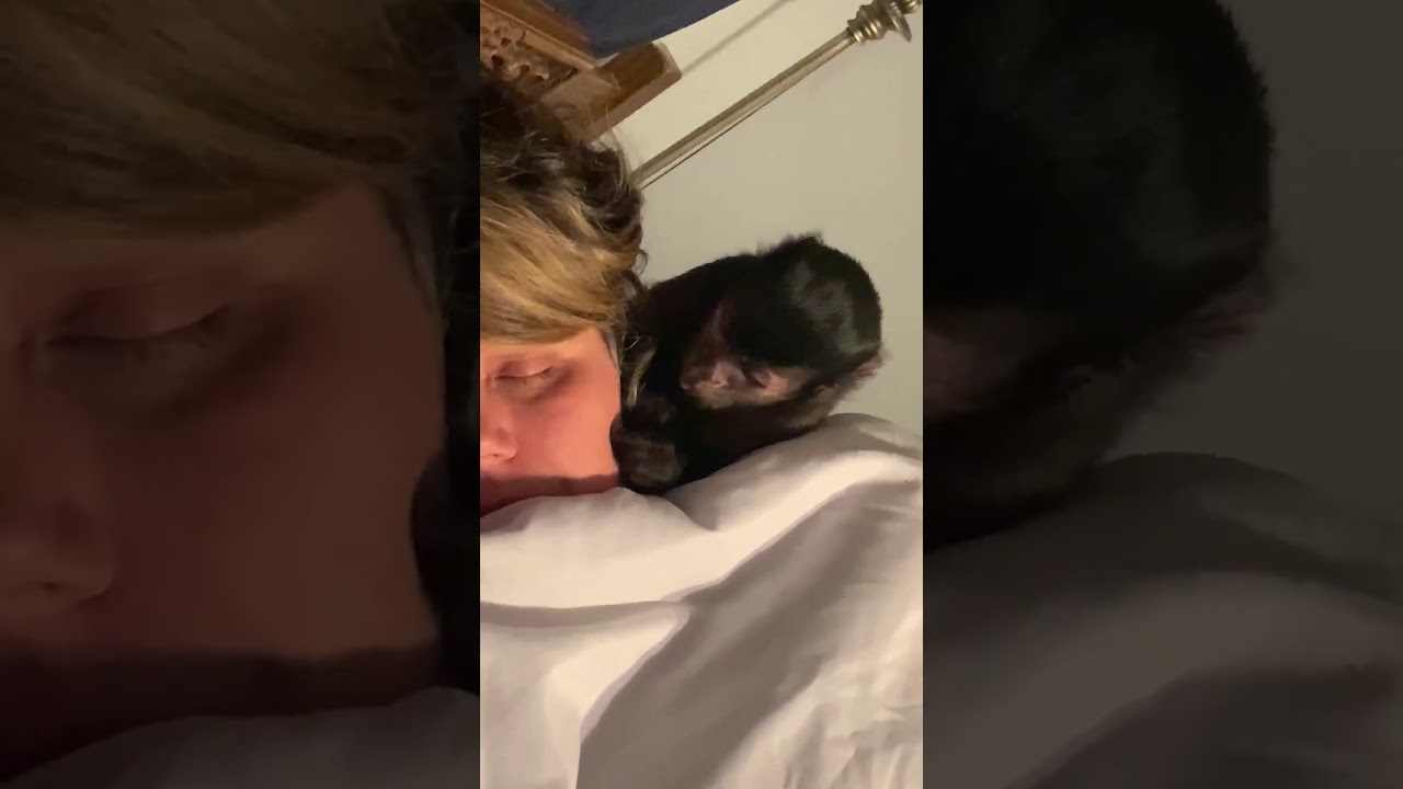 Capuchin monkey grooming mom#capuchin#primate#monkeybaby