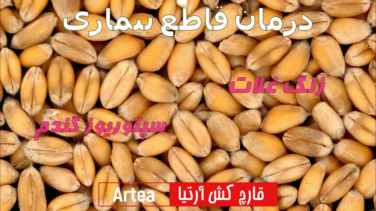 قارچ کش آرتیا، بهترین و موثرترین قارچ کش غلات | Artea