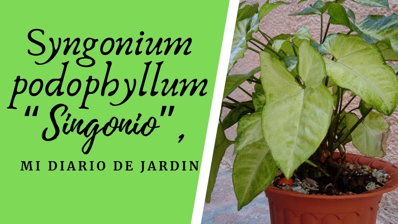 CUIDADO Y CULTIVO DE LA PLANTA SYNGONIUM, conocida como singonio, Mi diario de Jardin