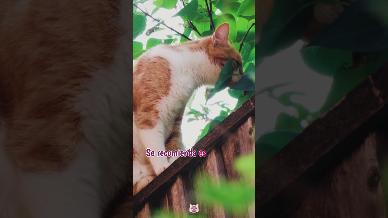 Los sentidos de los gatos: el olfato
