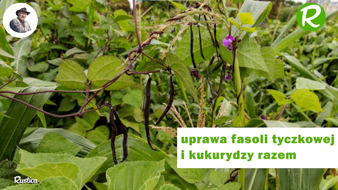 Dobre asocjacje w ogrodzie warzywnym: uprawa fasoli tyczkowej i kukurydzy razem