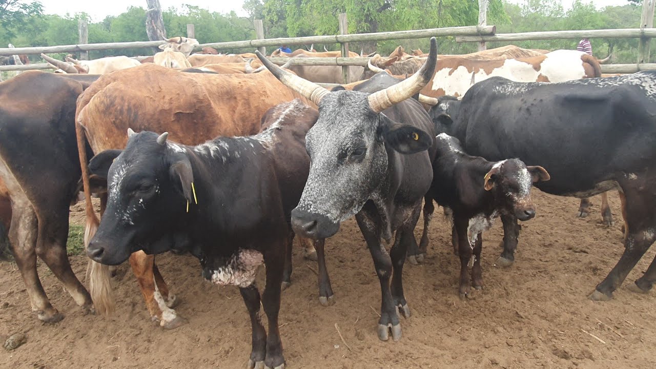 @lindysuethelatebloomer Taking cattle to the dipping tank